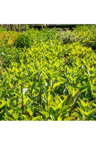 Гортензия Candlelight ярко-зеленые листья